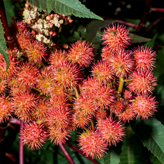 Huile de Ricin Bio 100 % naturelle