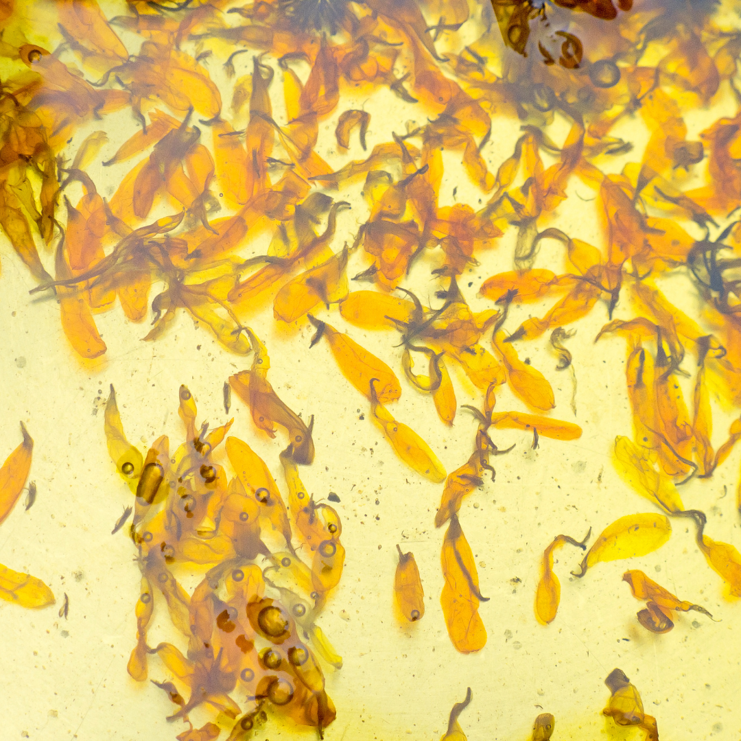 Huile de Calendula Bio – 30 ml