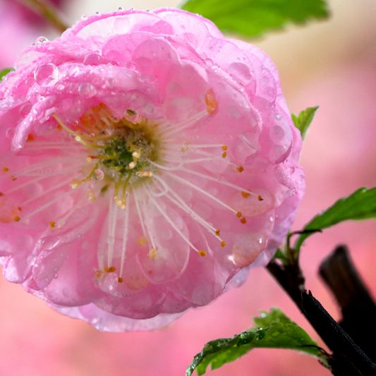 Hydrolat de Rose de Damas Bio – 100 ml