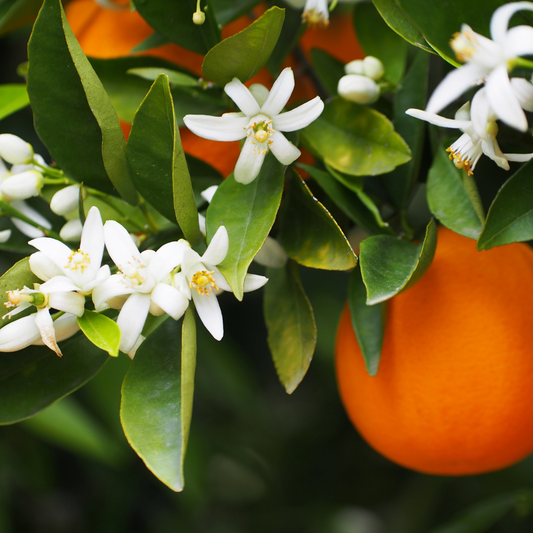 fleur d'oranger dans arbre
